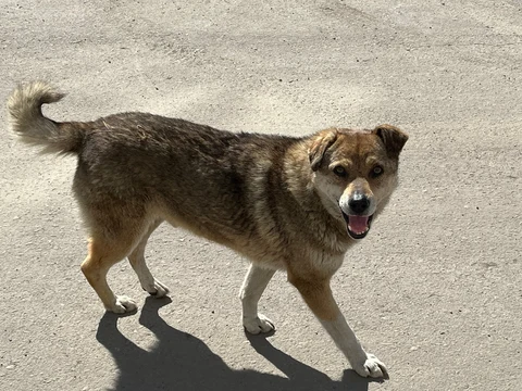 собака