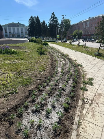 посадка цветов