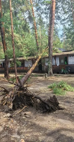 поваленное дерево