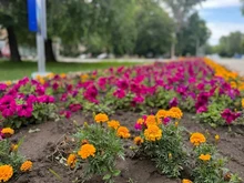 цветы