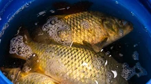 Карпы