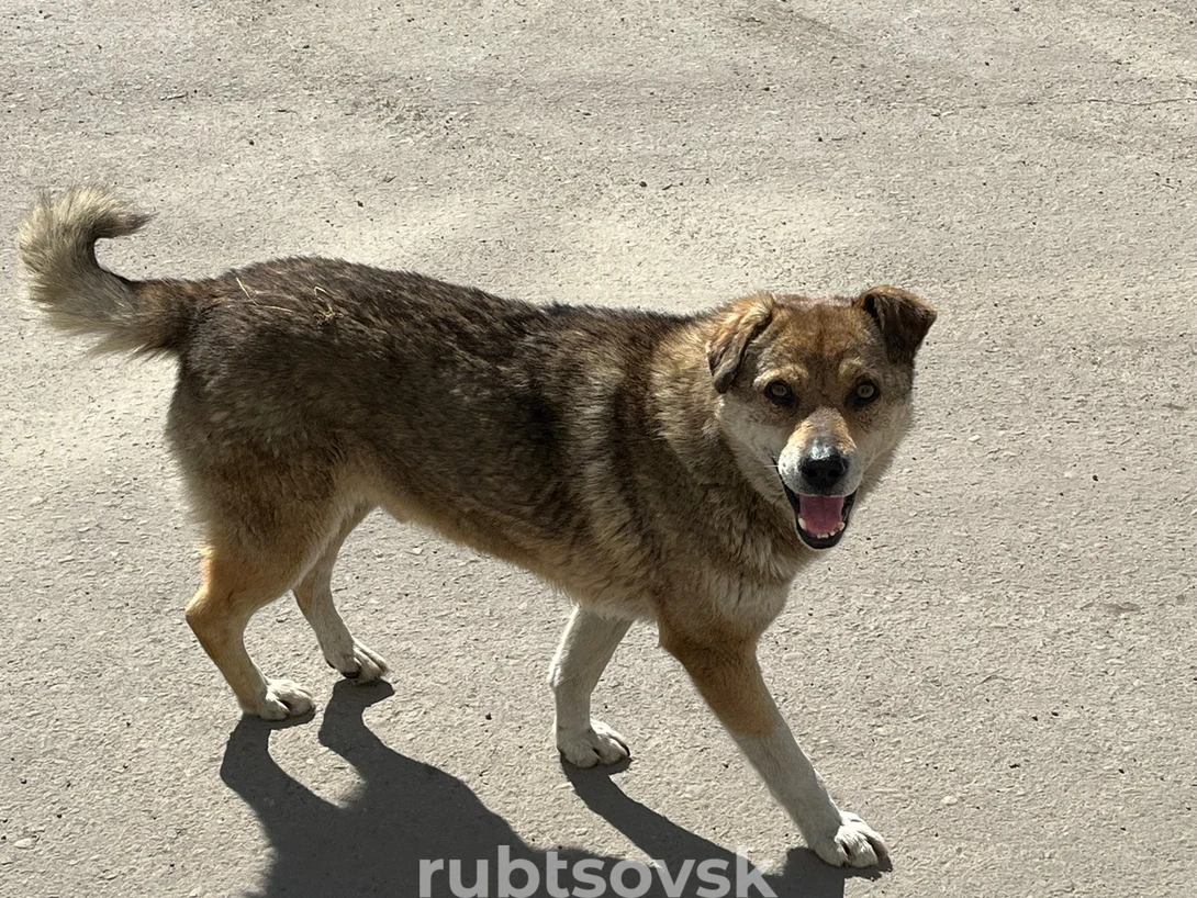 собака