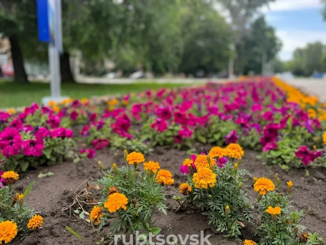 цветы