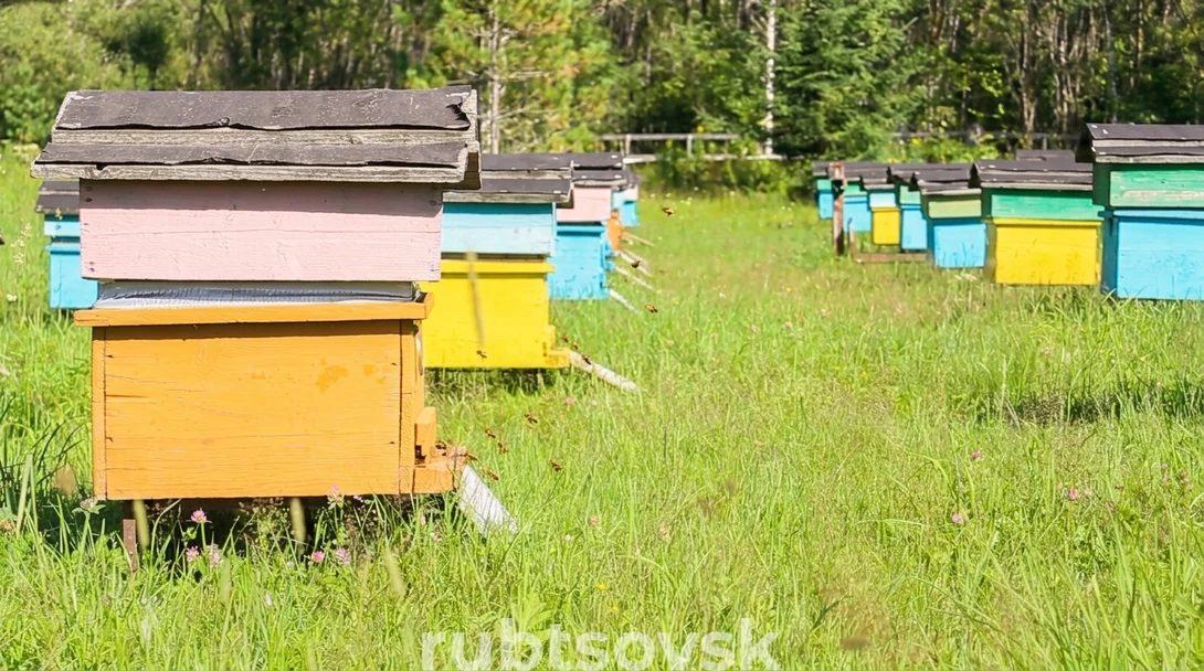 Пасека