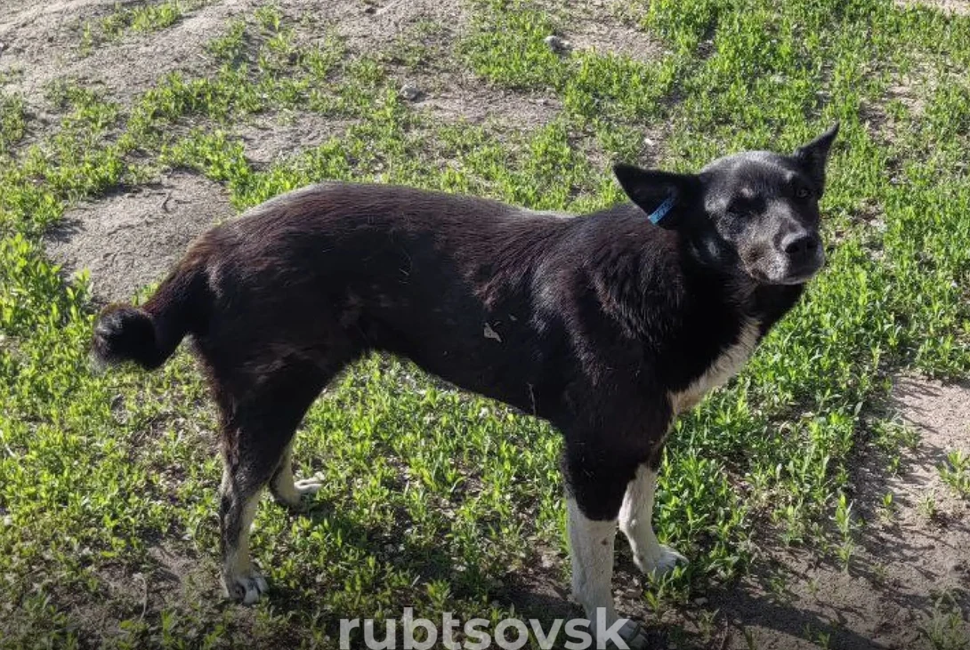 собака