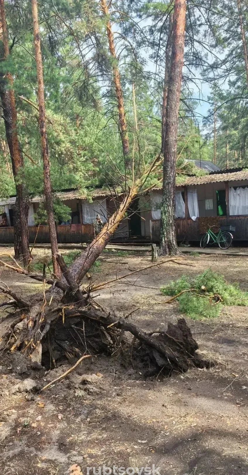 поваленное дерево