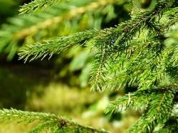 spruce_needle_summer_needles_forest_the_sun_relaxation_nature-778842.jpgd__h.jpg